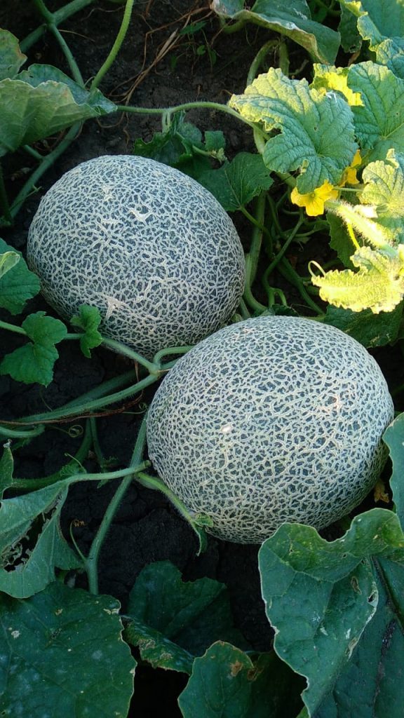 Supplier Buah dan Sayur Samarinda