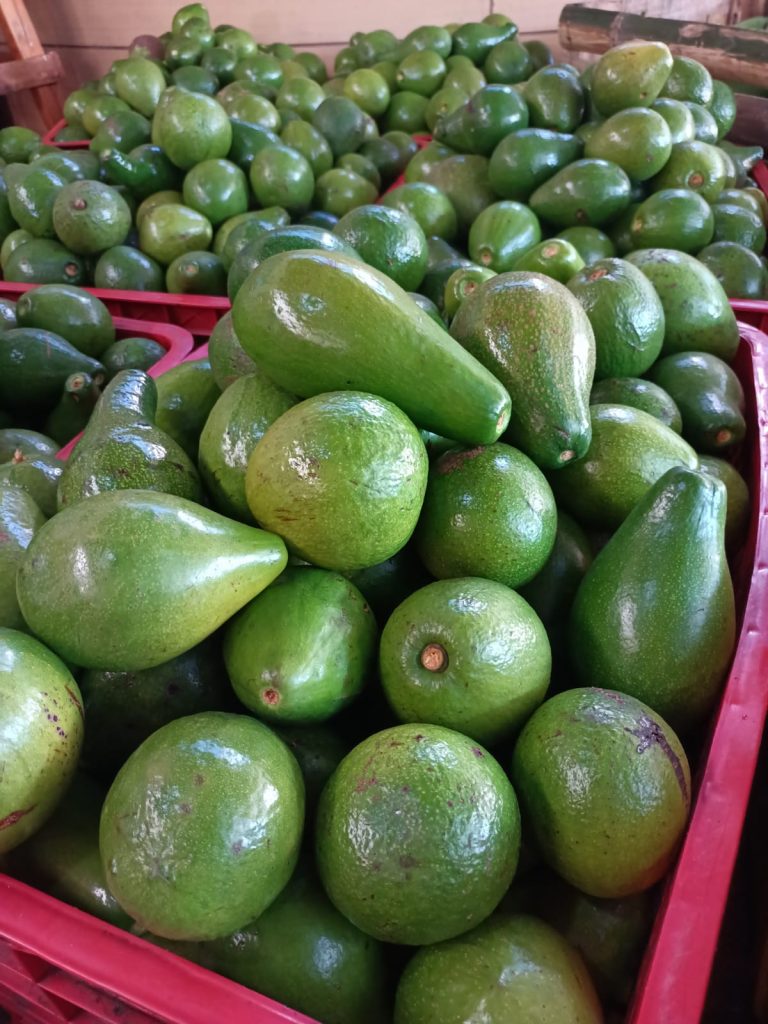 Distributor Buah dan Sayur Surabaya