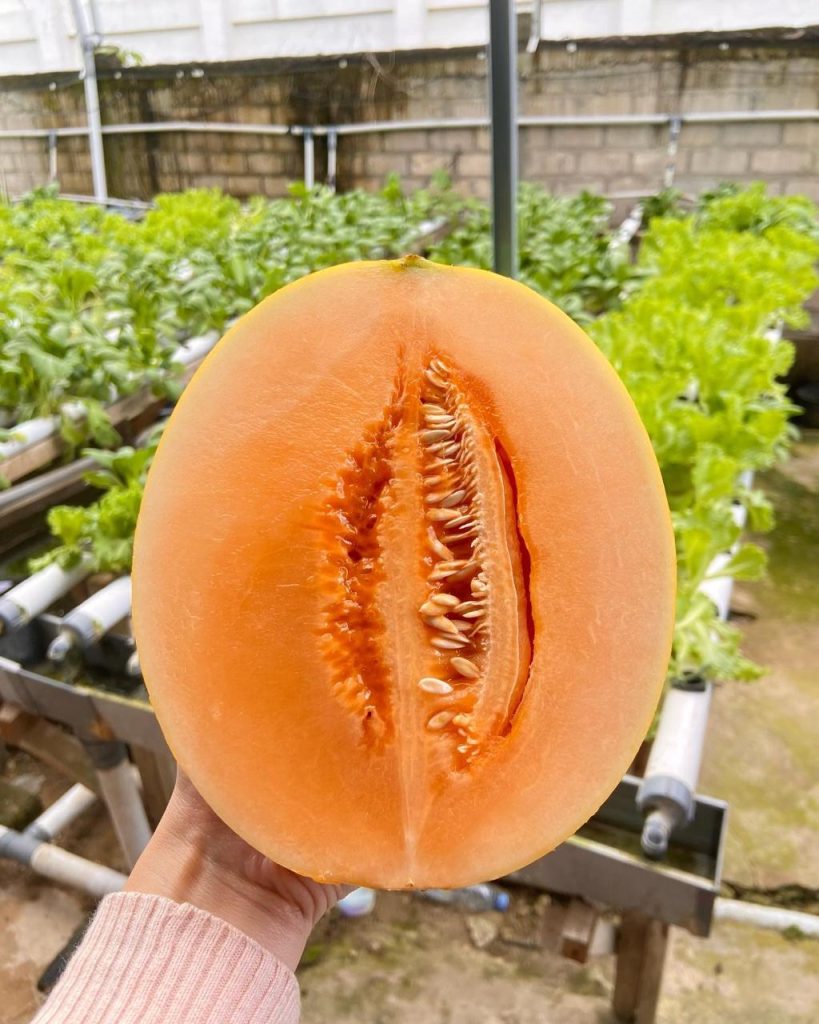 Supplier Buah dan Sayur Banten