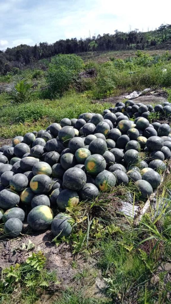 Agen Buah Berkualitas Palangkaraya