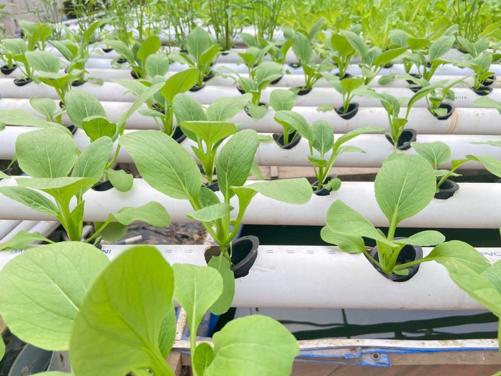 Supplier Sayur Berkualitas Jakarta