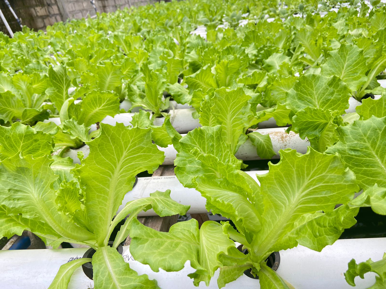 Supplier Sayur Berkualitas Jakarta